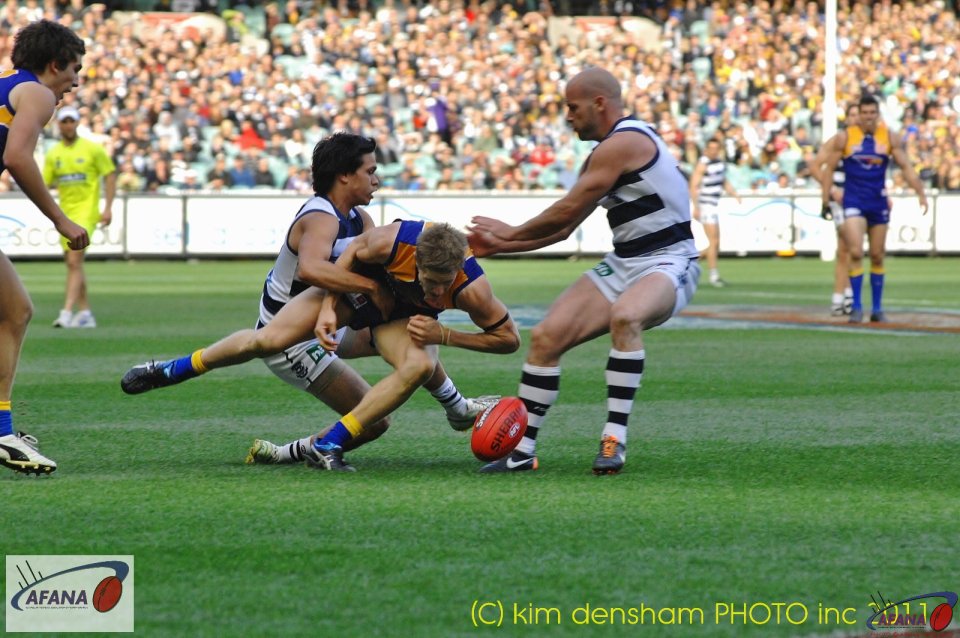 Selwood Mauled By Cats