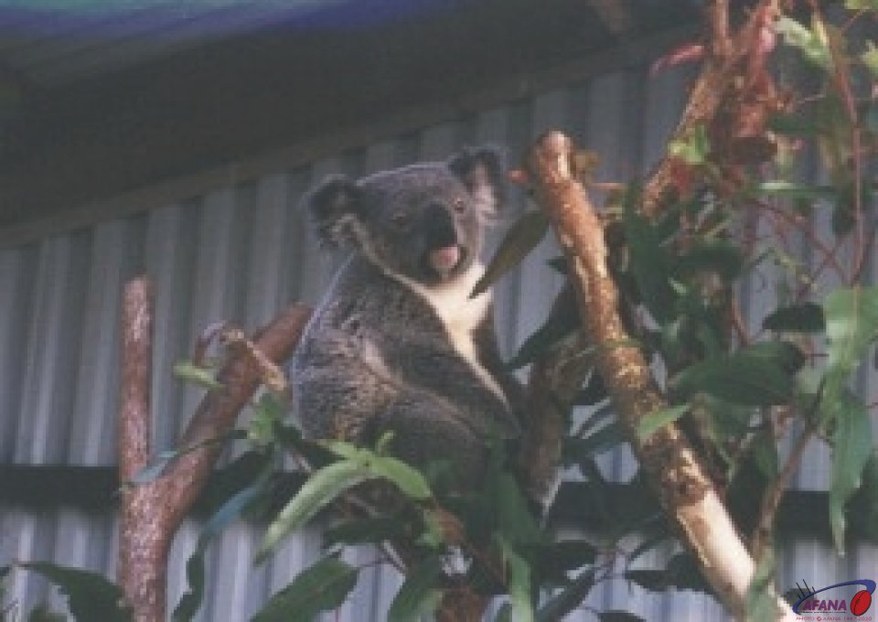cute_koala (2).jpg